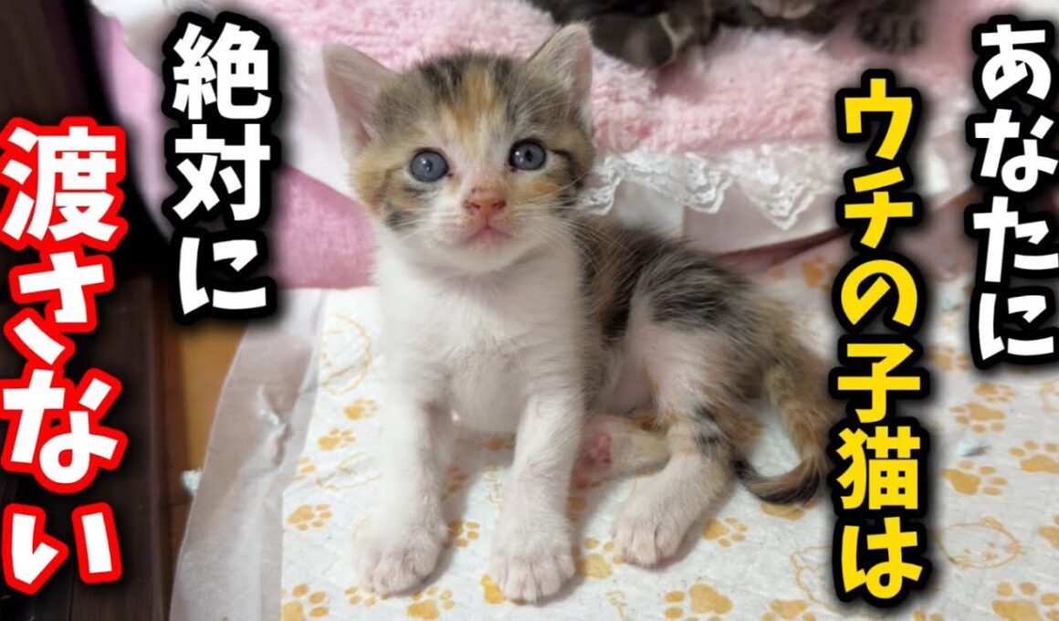 ありえない譲渡希望者が…貴方に子猫は絶対渡しません