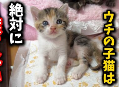 ありえない譲渡希望者が…貴方に子猫は絶対渡しません