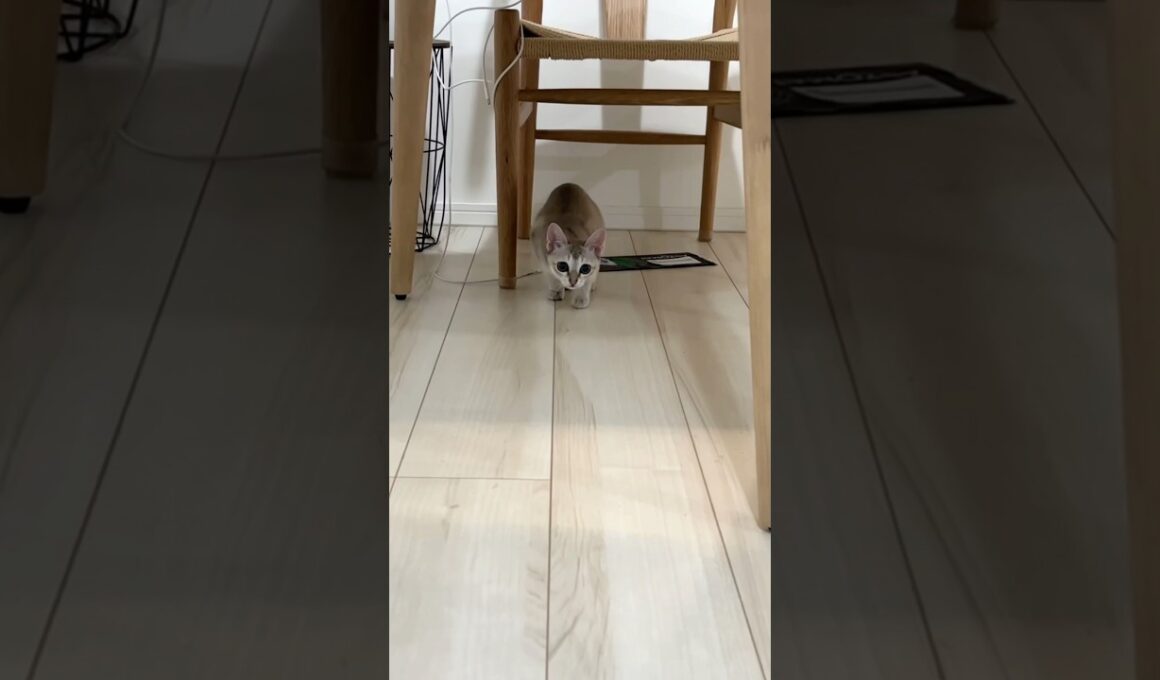 狩りの本能が止まらないシンガプーラの子猫 #子ネコ #shorts #猫のいる暮らし