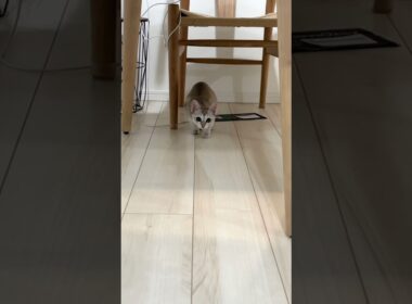 狩りの本能が止まらないシンガプーラの子猫 #子ネコ #shorts #猫のいる暮らし