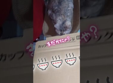前編　ラーメン🍜の箱でこの猫遊びスイッチなるか⁉️　【ちゅ〜にゃんおんすて〜じ shorts-244】　#shorts 　#猫