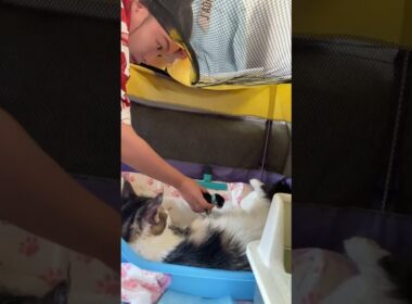 200 Days with Mama Bastet & Her Kittens: A Daily Life Livestream! 15 out of 200