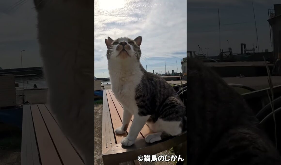 マスク猫 #shorts #猫 #cat #cats