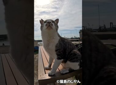 マスク猫 #shorts #猫 #cat #cats
