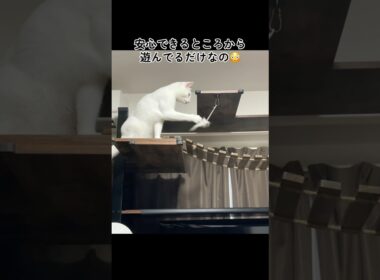 キャットウォークで慎重に遊ぶ保護猫がかわいいんです #shorts #猫 #ねこ #cat #保護猫