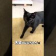 #日光 #里親さん募集 #ねこのいる生活 #ボンベイ#くろねこ