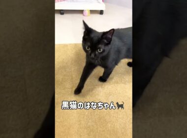 #日光 #里親さん募集 #ねこのいる生活 #ボンベイ#くろねこ