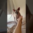 甘えて鳴く毛のない猫が可愛すぎ【スフィンクス】