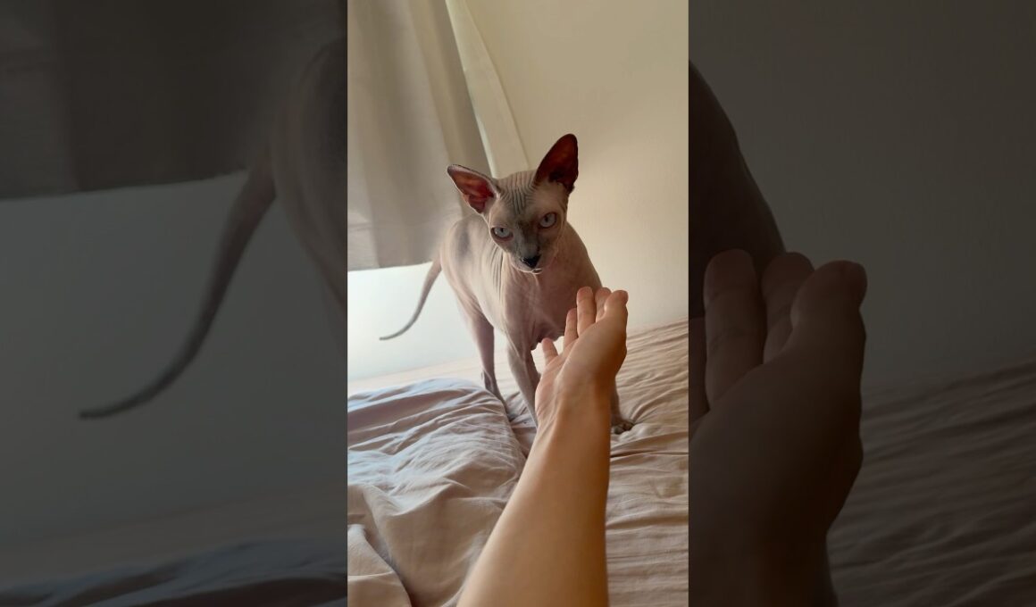 甘えて鳴く毛のない猫が可愛すぎ【スフィンクス】