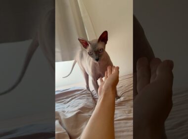 甘えて鳴く毛のない猫が可愛すぎ【スフィンクス】