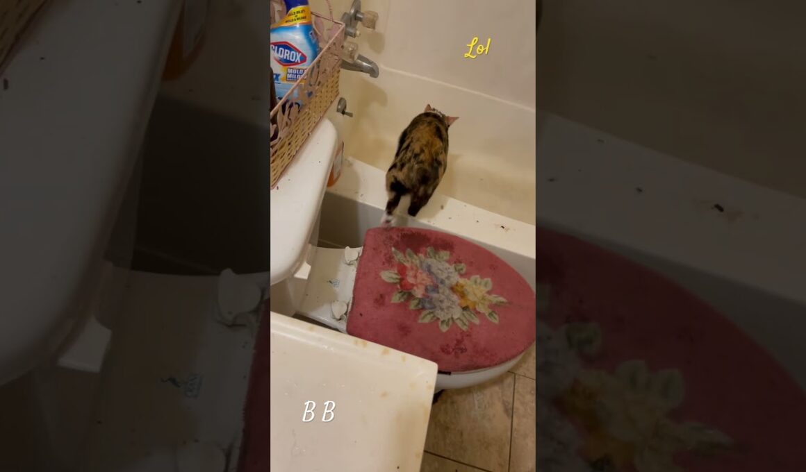 Manx kitten water cat loves water. #manx #cat #catbaby #kitten #cute #cuteanimal