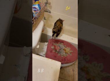 Manx kitten water cat loves water. #manx #cat #catbaby #kitten #cute #cuteanimal