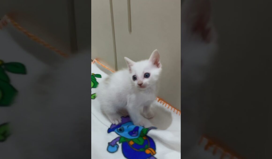 ご飯がある場所が分かってる子猫が可愛い