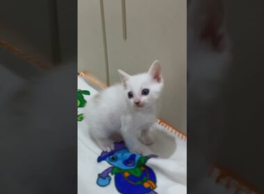 ご飯がある場所が分かってる子猫が可愛い