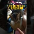 バアの退院後に向けての準備＆買い物と…あまりに長く２代目当主が物申しに来る動画#cat #猫のいる暮らし #ネコ #ねこのいる生活 #ウタ