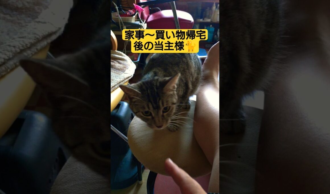 バアの退院後に向けての準備＆買い物と…あまりに長く２代目当主が物申しに来る動画#cat #猫のいる暮らし #ネコ #ねこのいる生活 #ウタ