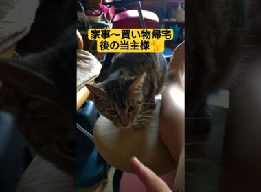 バアの退院後に向けての準備＆買い物と…あまりに長く２代目当主が物申しに来る動画#cat #猫のいる暮らし #ネコ #ねこのいる生活 #ウタ