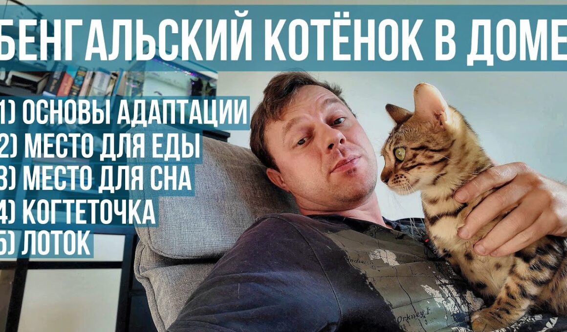 Бенгальский котёнок Кира — первый день дома | адаптация, игры, лоток | 4K
