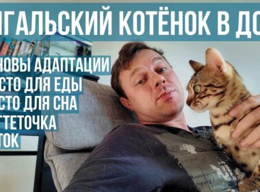Бенгальский котёнок Кира — первый день дома | адаптация, игры, лоток | 4K