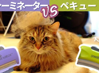 【オススメブラシ】ファーミネーターとペキュートのブラシはどのくらい違う？？【サイベリアン】