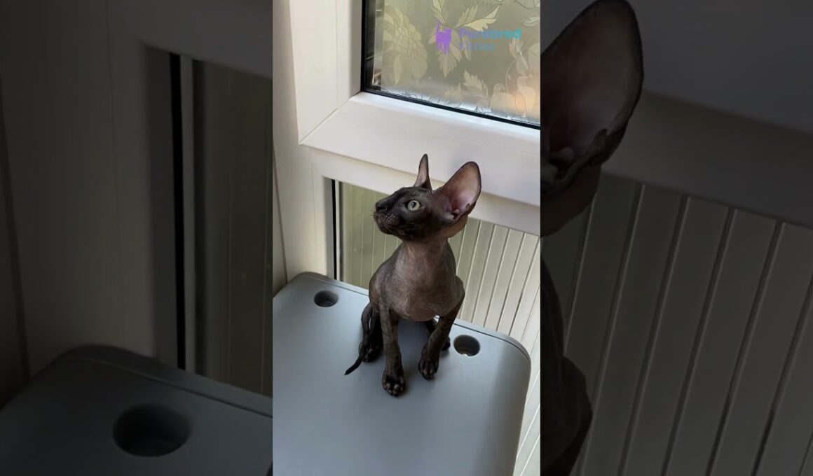 Adopt Ungaro: Black Cornish Rex Kitten 🖤 Playful, Hypoallergenic & Ready for a Home! #CornishRex