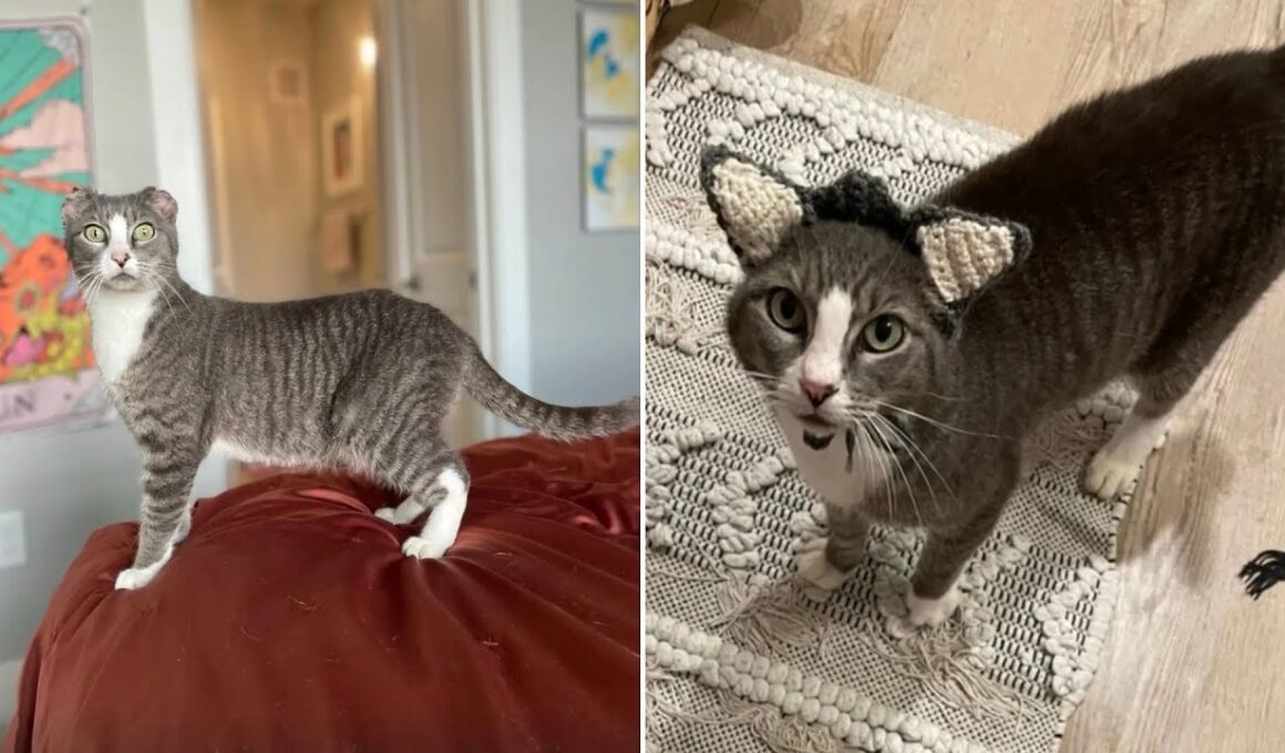 耳を失った保護猫、飼い主から特別なプレゼントを受け取る