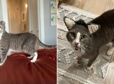 耳を失った保護猫、飼い主から特別なプレゼントを受け取る