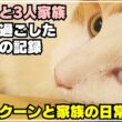 大型猫メインクーンと過ごした夏休み最後の日の記録