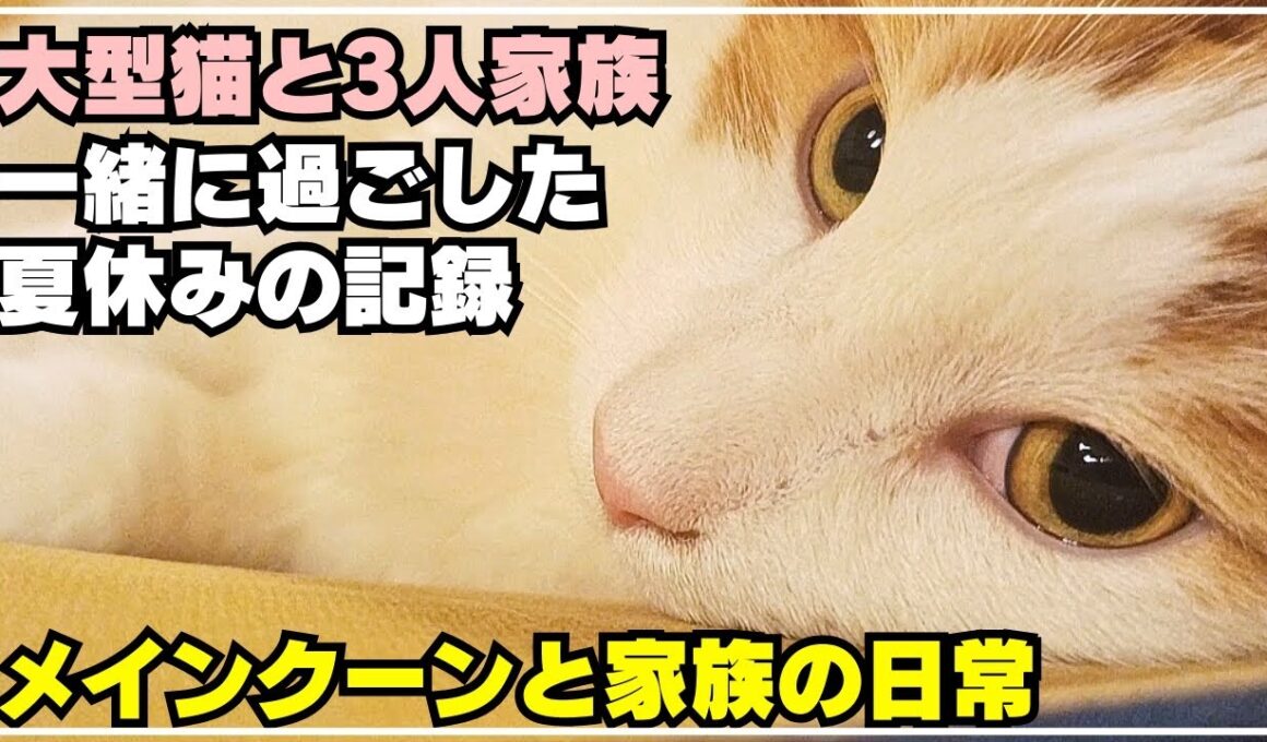 大型猫メインクーンと過ごした夏休み最後の日の記録