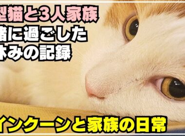 大型猫メインクーンと過ごした夏休み最後の日の記録