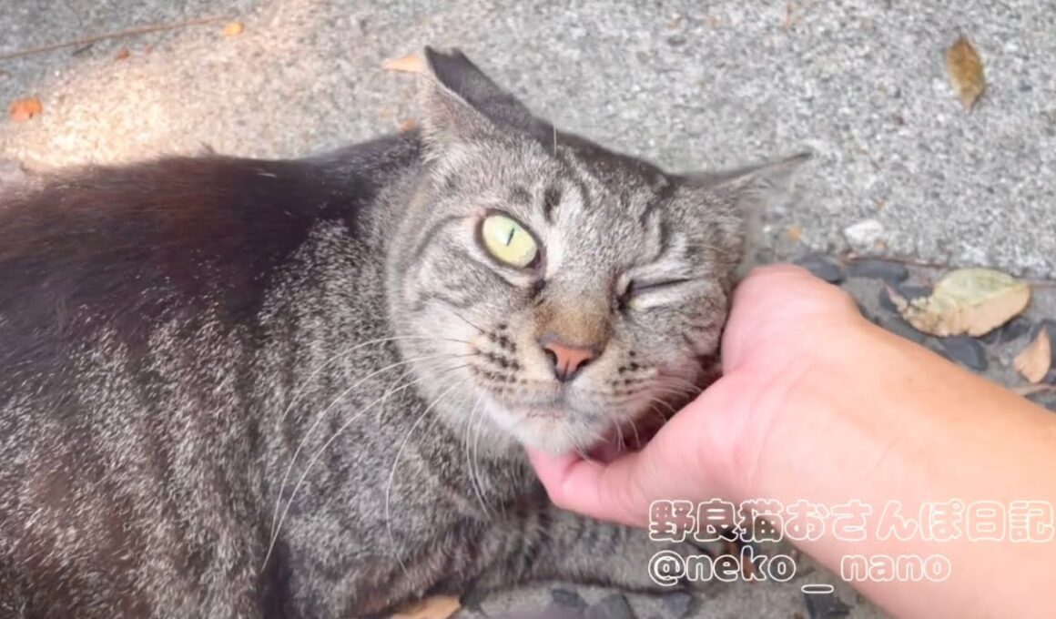 ウインク顔で主の反応を見つつ甘えるミーちゃん【キジトラ猫】