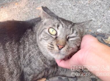 ウインク顔で主の反応を見つつ甘えるミーちゃん【キジトラ猫】