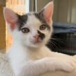 子猫の譲渡前夜…さよなら生配信💧