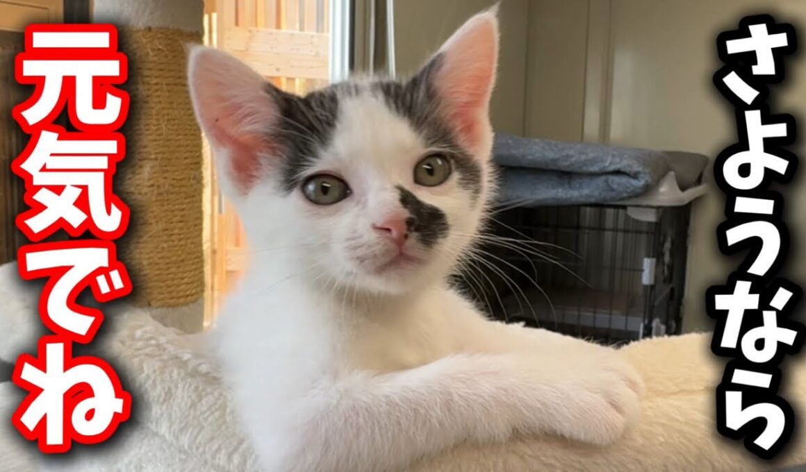 子猫の譲渡前夜…さよなら生配信💧