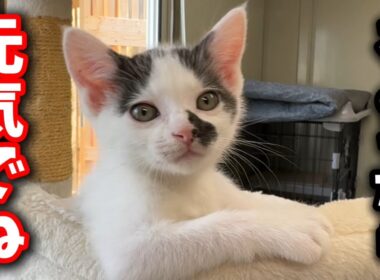 子猫の譲渡前夜…さよなら生配信💧