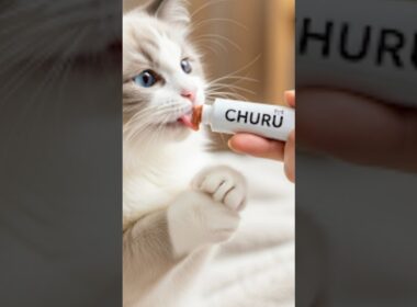 ラグドールの子猫 #猫 #cat #Ragdoll #kitten