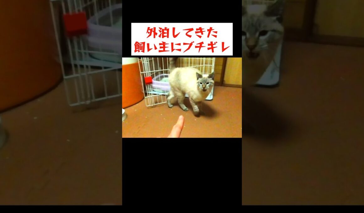 寂しかったんだぞ〜！と怒りながら甘えてくる猫
