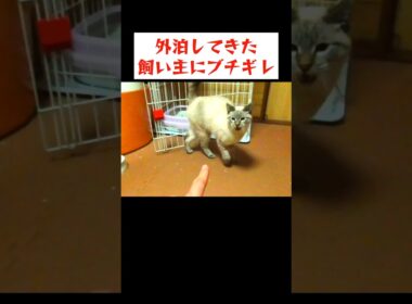 寂しかったんだぞ〜！と怒りながら甘えてくる猫