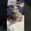 ポツンとふてくされているぼっち猫 きょとん #猫 #ロシアンブルー #shorts