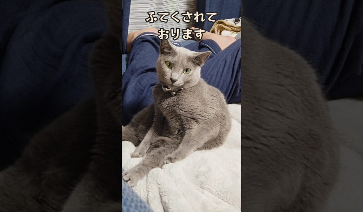 ポツンとふてくされているぼっち猫 きょとん #猫 #ロシアンブルー #shorts