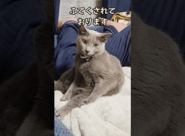 ポツンとふてくされているぼっち猫 きょとん #猫 #ロシアンブルー #shorts