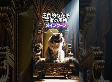 デカ猫頂上決戦👊❗️メインクーン•ノルウェージャン•サイベリアン😾