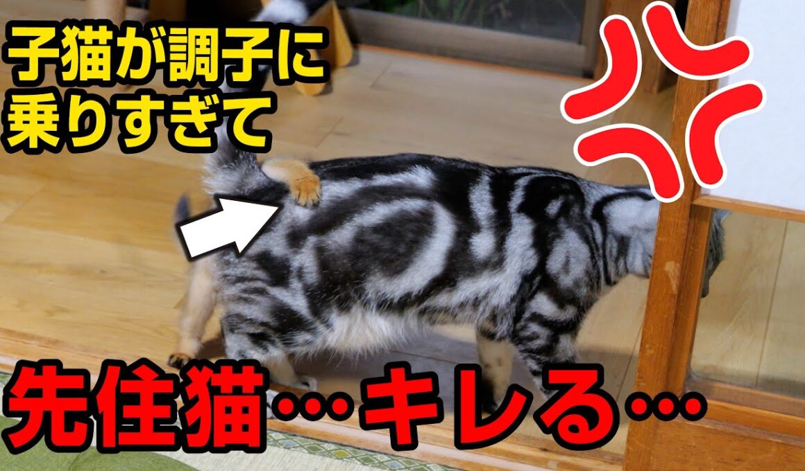 ふくまるの月命日に、調子に乗りすぎた子猫…優しい先住猫も我慢の限外に達して…