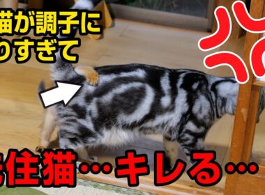 ふくまるの月命日に、調子に乗りすぎた子猫…優しい先住猫も我慢の限外に達して…