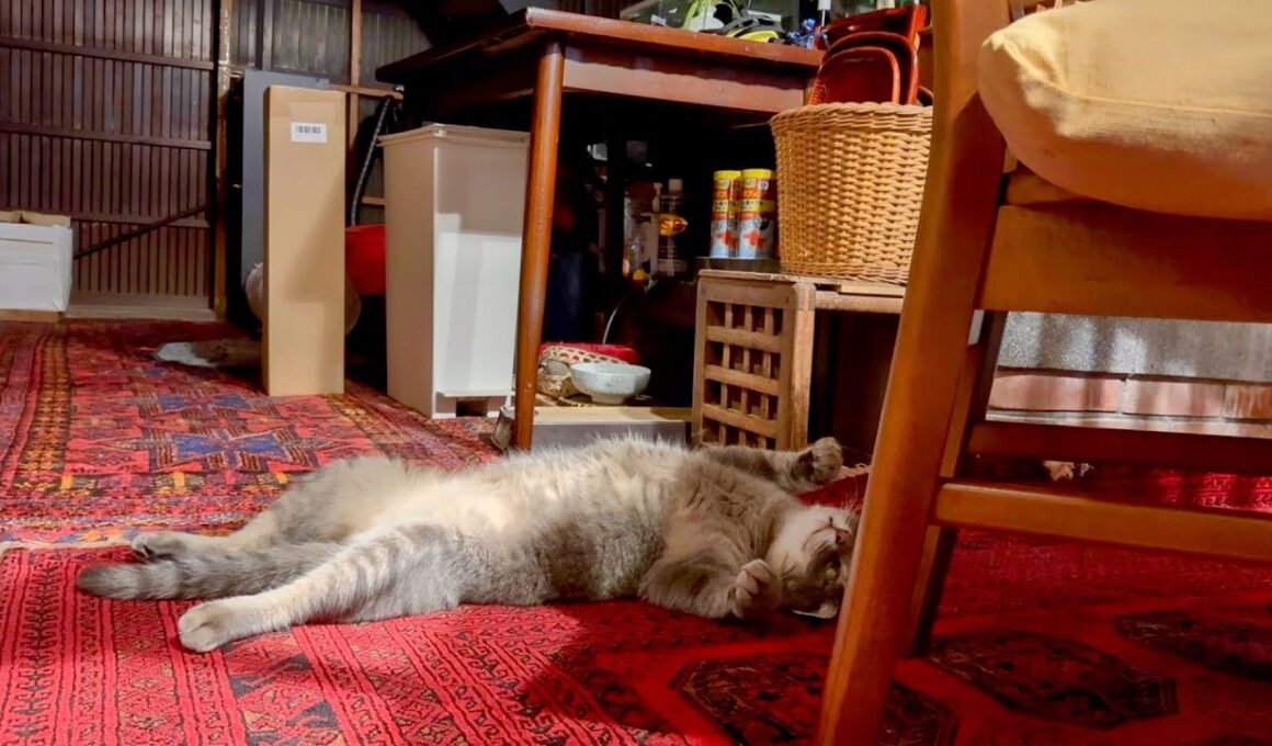 深夜に  ゴロンゴロン..  甘える猫と甘やかすおばあちゃん・・・