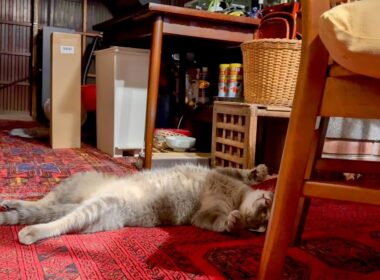 深夜に  ゴロンゴロン..  甘える猫と甘やかすおばあちゃん・・・