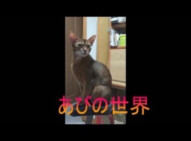 ネコ動画あび＃5243　あびの毎日　アビシニアン　あび