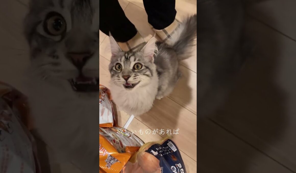 泣き虫メインクーン子猫　#mainecoon #メインクーン #猫のいる暮らし #cat #子猫 #ラグドール #ragdoll