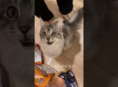 泣き虫メインクーン子猫　#mainecoon #メインクーン #猫のいる暮らし #cat #子猫 #ラグドール #ragdoll