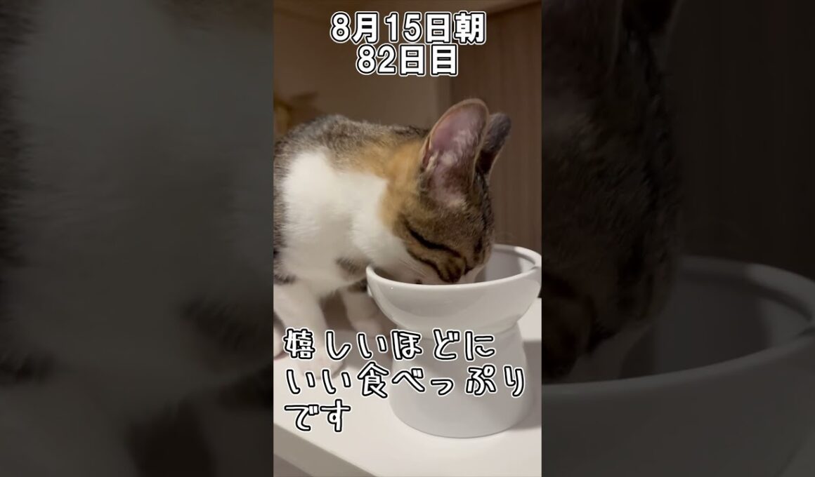 ハルのFIP闘病記「絶対に負けない」 82日目その1 #shorts #猫 #子猫